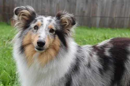 Shetland Sheepdog ወደ ላይ ይዘጋል።