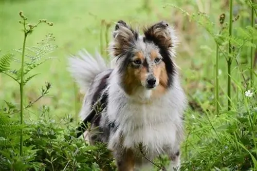 Shetland Sheepdog sa kakahuyan