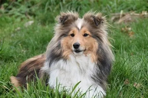 Shetland Sheepdog sa damo