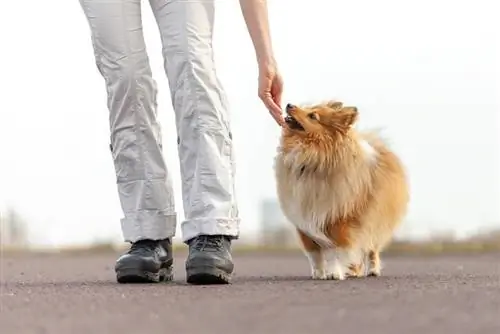 Shetland-Schäferhund beim Leckerli