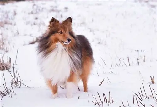 Shetland Sheepdog