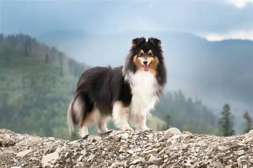 tricolor shetland sheepdog