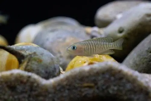 4 Tank Mates për Cichlids Banore Shell (Udhëzues përputhshmërie 2023)