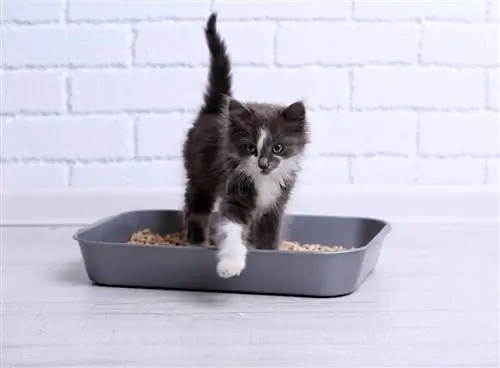 pequeño gatito gris en bandeja de plástico