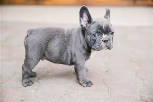 franse bulldog puppy blue_Angyalosi Beata_shutterstock