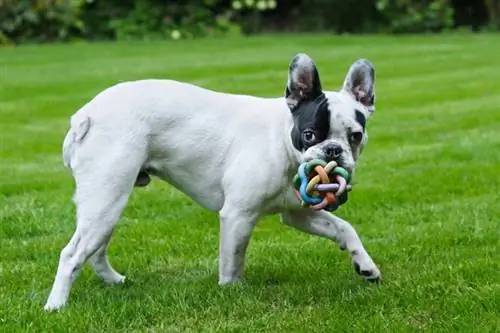 Pied French Bulldog