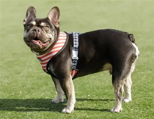 French Bulldogs มีชีวิตอยู่ได้นานแค่ไหน? อายุขัยเฉลี่ย ข้อมูล & การดูแล