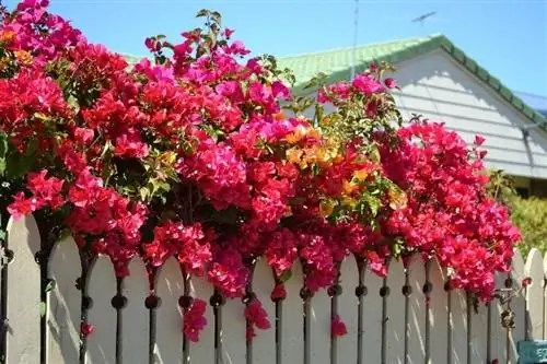 bougainvillea nyob rau hauv lub caij ntuj no