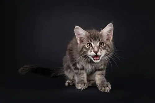 tabby Maine Coon kačiuko čiulbėjimas