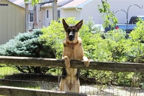 7 façons humaines d'éloigner les chiens des voisins de votre jardin