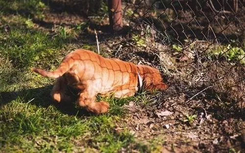 seekor anjing menggali di bawah pagar