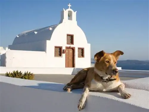 Griekse hond voor die kerk