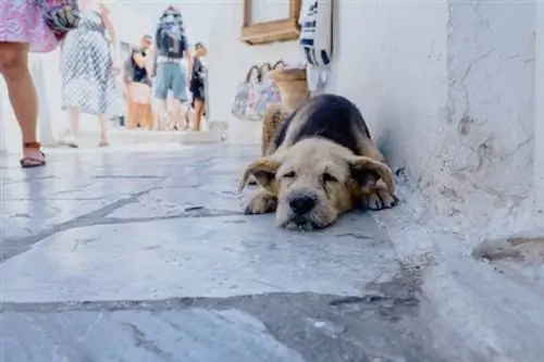 Hond in Oia, Griekeland