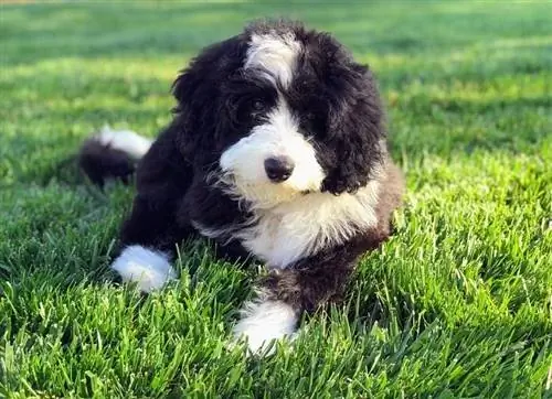 Mini Bernedoodle (Mini Poodle/Bernese Roob Aub): Cov ntaub ntawv, duab, yam ntxwv