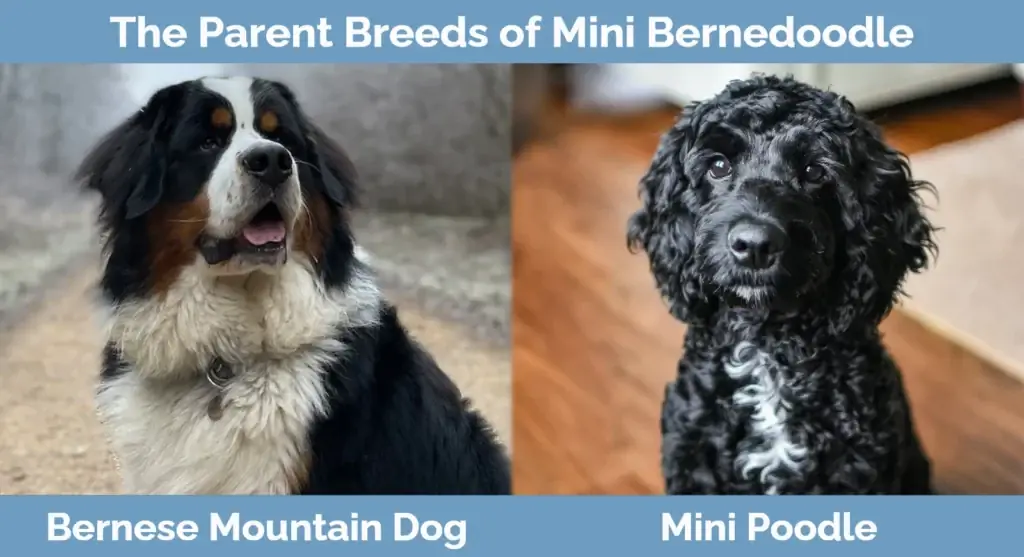 Mini Bernedoodle vecāku šķirnes