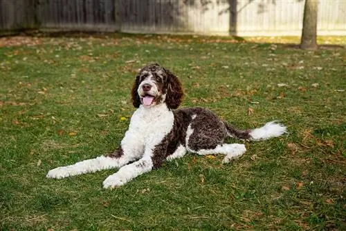 Anjing bernedoodle berwarna coklat dan putih dewasa berbaring di atas rumput di luar rumah