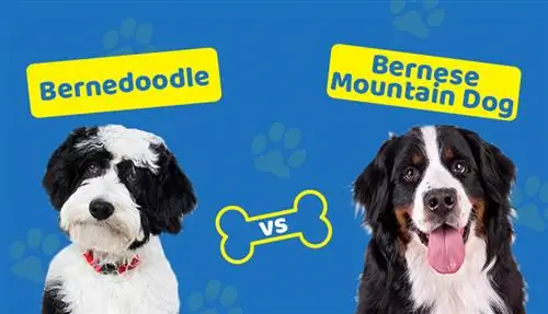 Bernedoodle ve Bernese Dağ Köpeği: Önemli Farklar (Resimlerle)