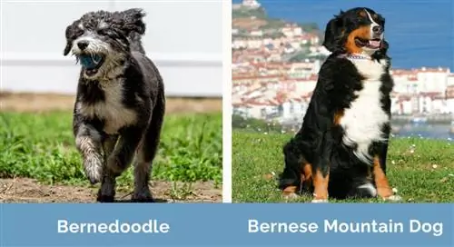 Bernedoodle protiv bernskog planinskog psa rame uz rame