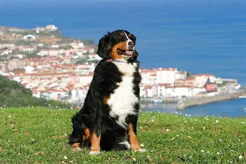 perro de montaña bernés sentado cerca del borde de la colina