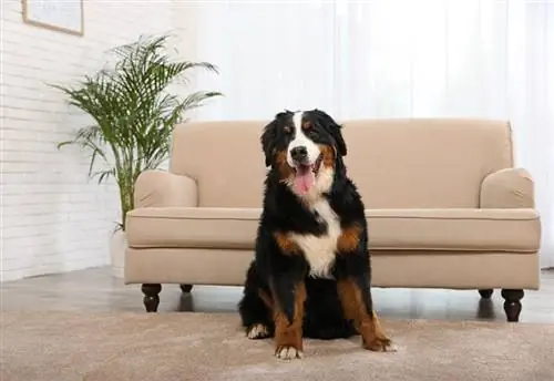 bernese mountain dog na nakaupo sa carpet sa sala