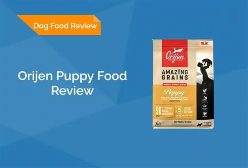 Orijen Puppy Food Review 2023: Rov qab, Pros & Cons