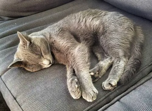 kucing kelabu tidur di sofa