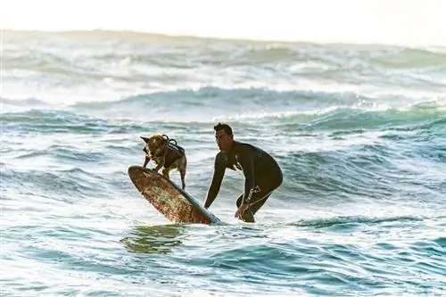 Surfer Australischer Hund