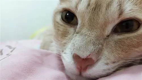 menutup kucing dengan benjolan pada hidung yang cedera