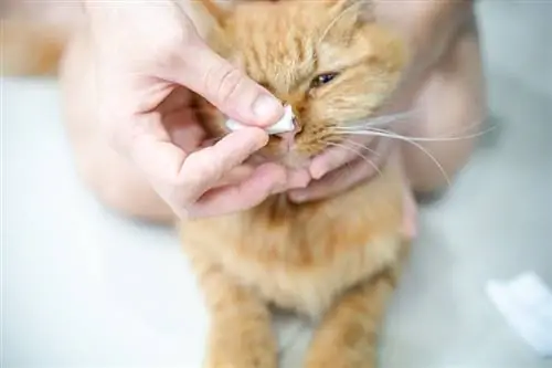 katteneigenaar die de neus van haar huisdier schoonmaakt