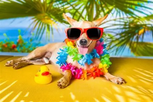 Mais de 100 nomes de cães havaianos: ideias para descontração & Cães adoráveis