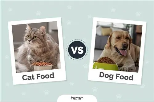 Nourriture pour chat vs nourriture pour chien - En quoi sont-elles différentes ?