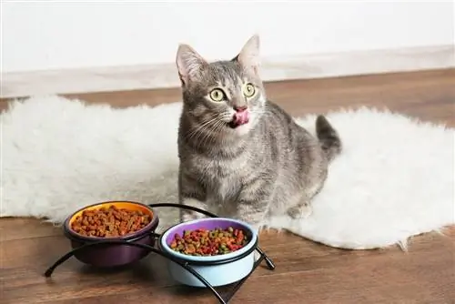 kucing makan atas lantai di rumah