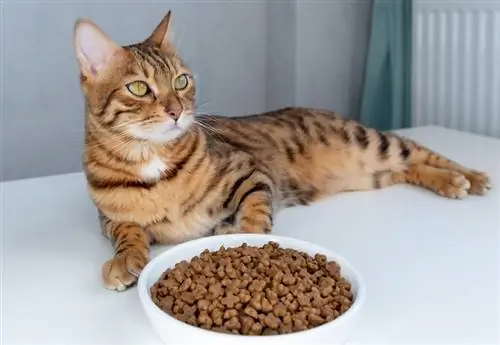 Chat bengal près d'un bol de nourriture