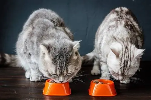 chats mangeant dans des bols oranges