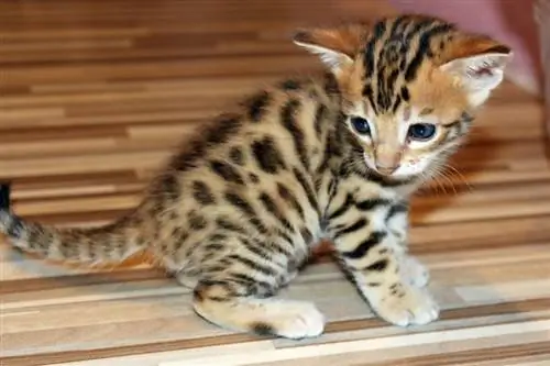 bengal kitten