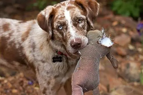 Perro perdiguero de caza