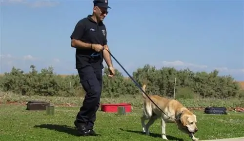 treinamento de cão policial