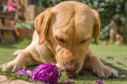 cachorro labrador comendo legumes