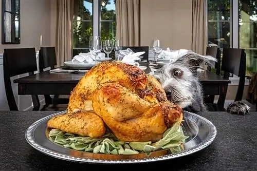 Anjing Makan Kalkun_shutterstock_Susan Schmitz