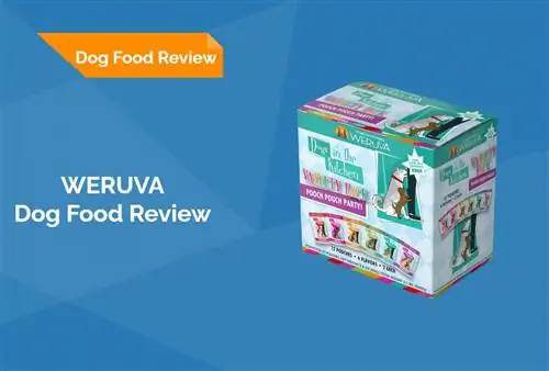 Kajian Makanan Anjing Weruva 2023: Pengingatan, Kebaikan dan Keburukan