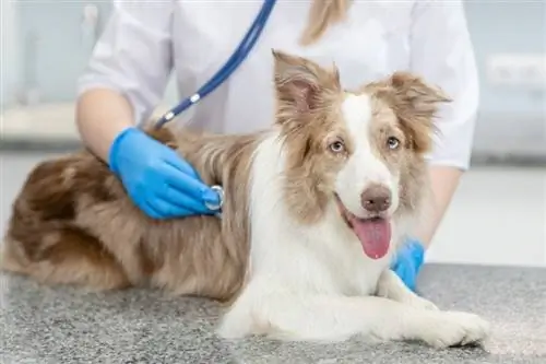 veterinar avstraliyalik cho'pon itni tekshirmoqda