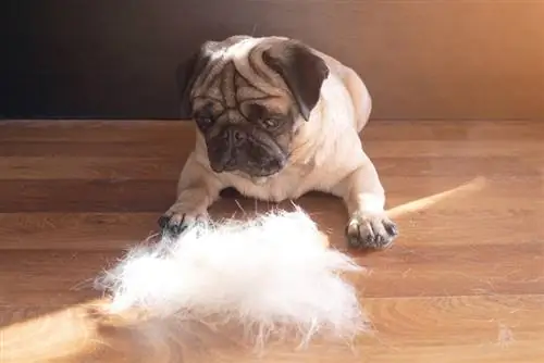 perro pug tirado en el suelo junto a un montón de pelo