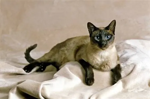 seal point siamese պառկած է թավշյա հագուստի