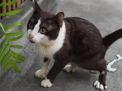 Warum pinkelt meine Katze so viel? 8 mögliche Gründe