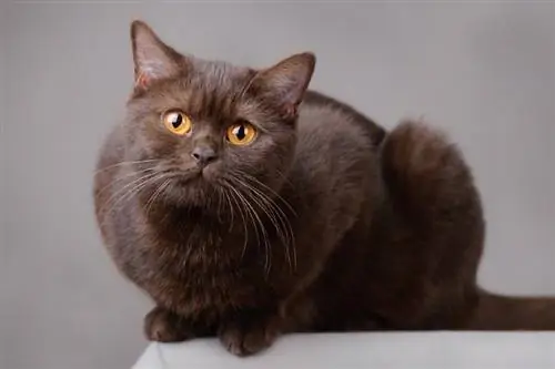 Gato British Shorthair chocolate