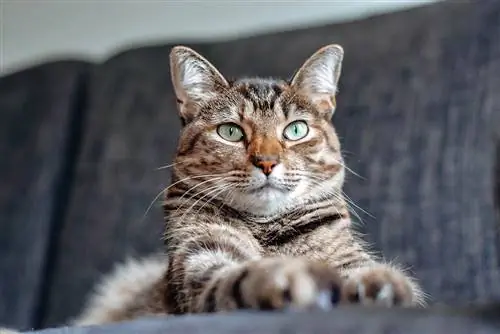 gato doméstico de pelo curto