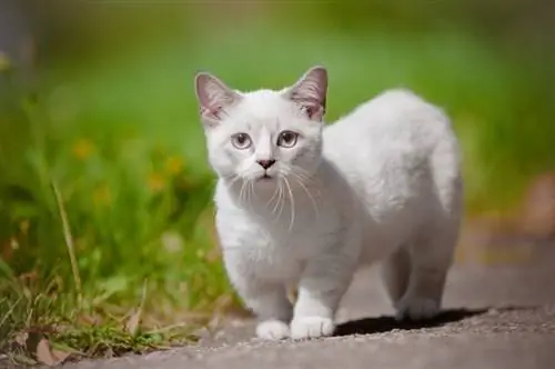 kucing munchkin berjalan di luar ruangan