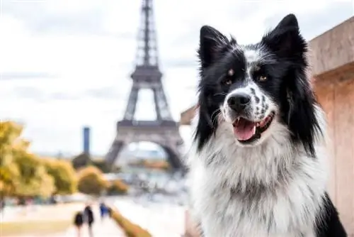 Perro de París con la Torre Eiffel