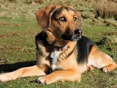 Beagle German Shepherd-ը խառնում է շանը խոտի դաշտում