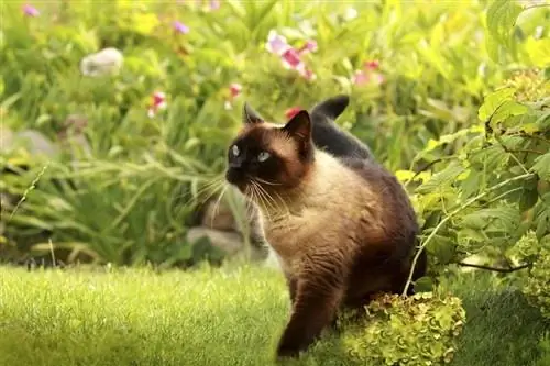 siamese cat sa hardin